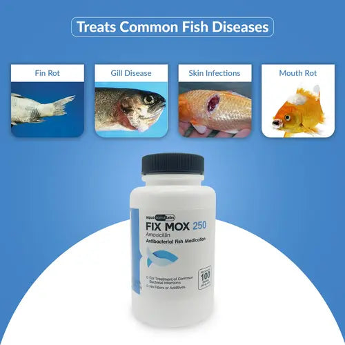 Fish Mox 250mg Capsules for Aquarium Fish – Water Care Support