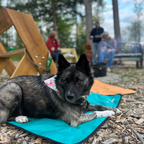 Ultralight Portable Dog Settle Mat: Water-Resistant, USA-Made Place Training Mat