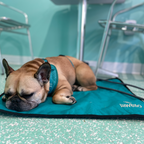 Ultralight Portable Dog Settle Mat: Water-Resistant, USA-Made Place Training Mat