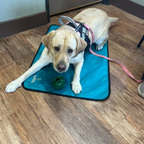 Ultralight Portable Dog Settle Mat: Water-Resistant, USA-Made Place Training Mat