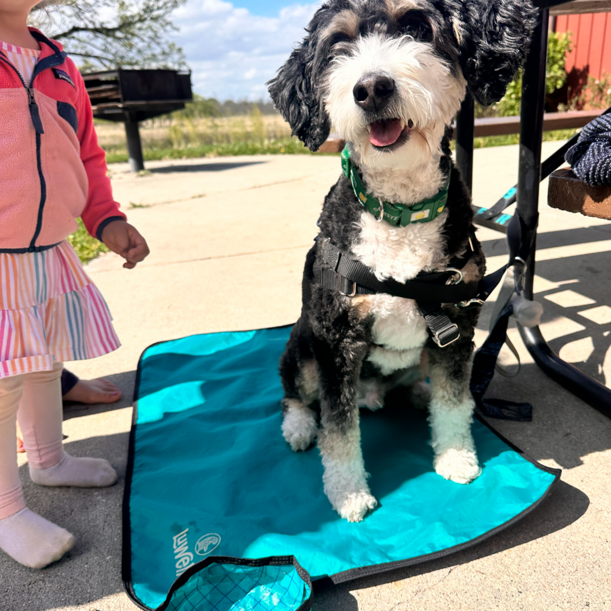 Ultralight Portable Dog Settle Mat: Water-Resistant, USA-Made Place Training Mat