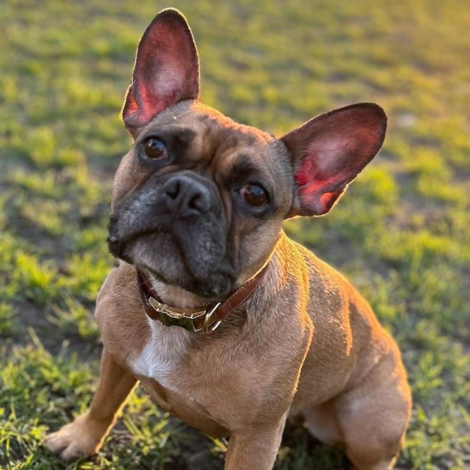 Stylish Leather AirTag Dog Collar - Quad Color Set - Davie