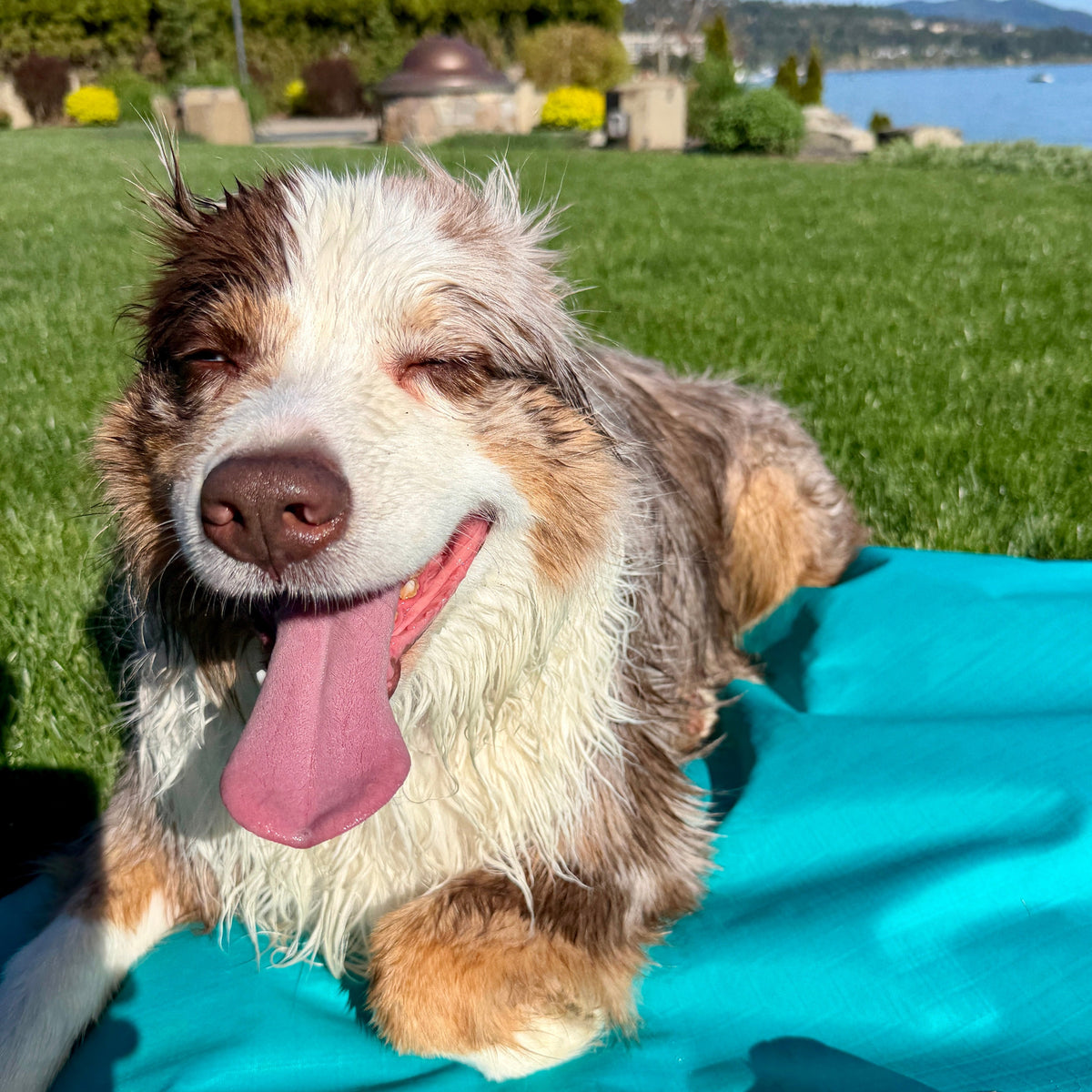 Ultralight Portable Dog Settle Mat: Water-Resistant, USA-Made Place Training Mat