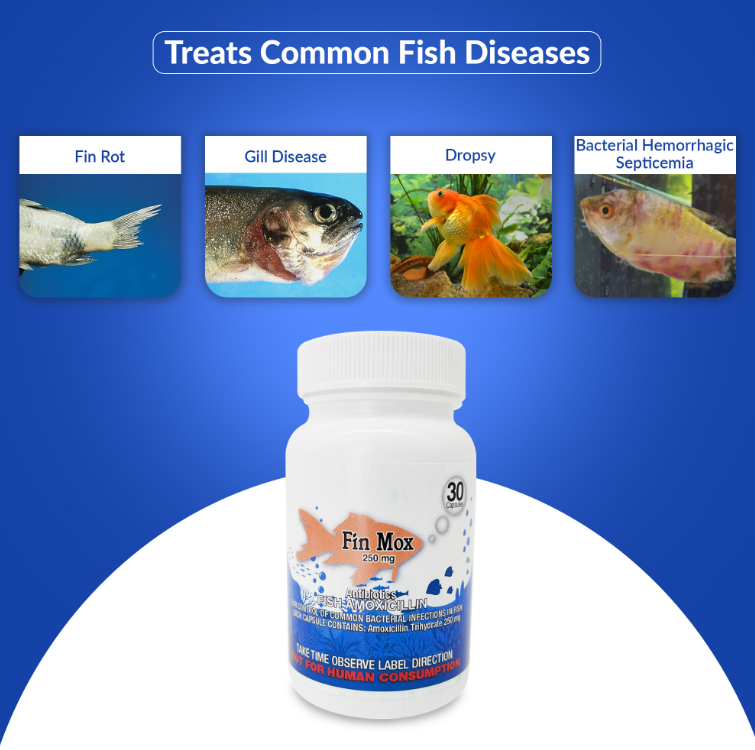 Fish Mox 250mg Capsules for Aquarium Fish – Water Care Support