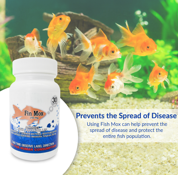 Fish Mox 250mg Capsules for Aquarium Fish – Water Care Support