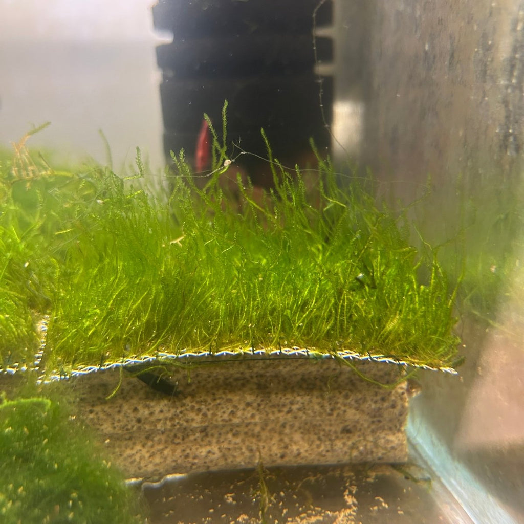 Flame Moss | Live Aquarium Plant Moss