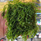 Flame Moss | Live Aquarium Plant Moss