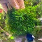 Flame Moss | Live Aquarium Plant Moss