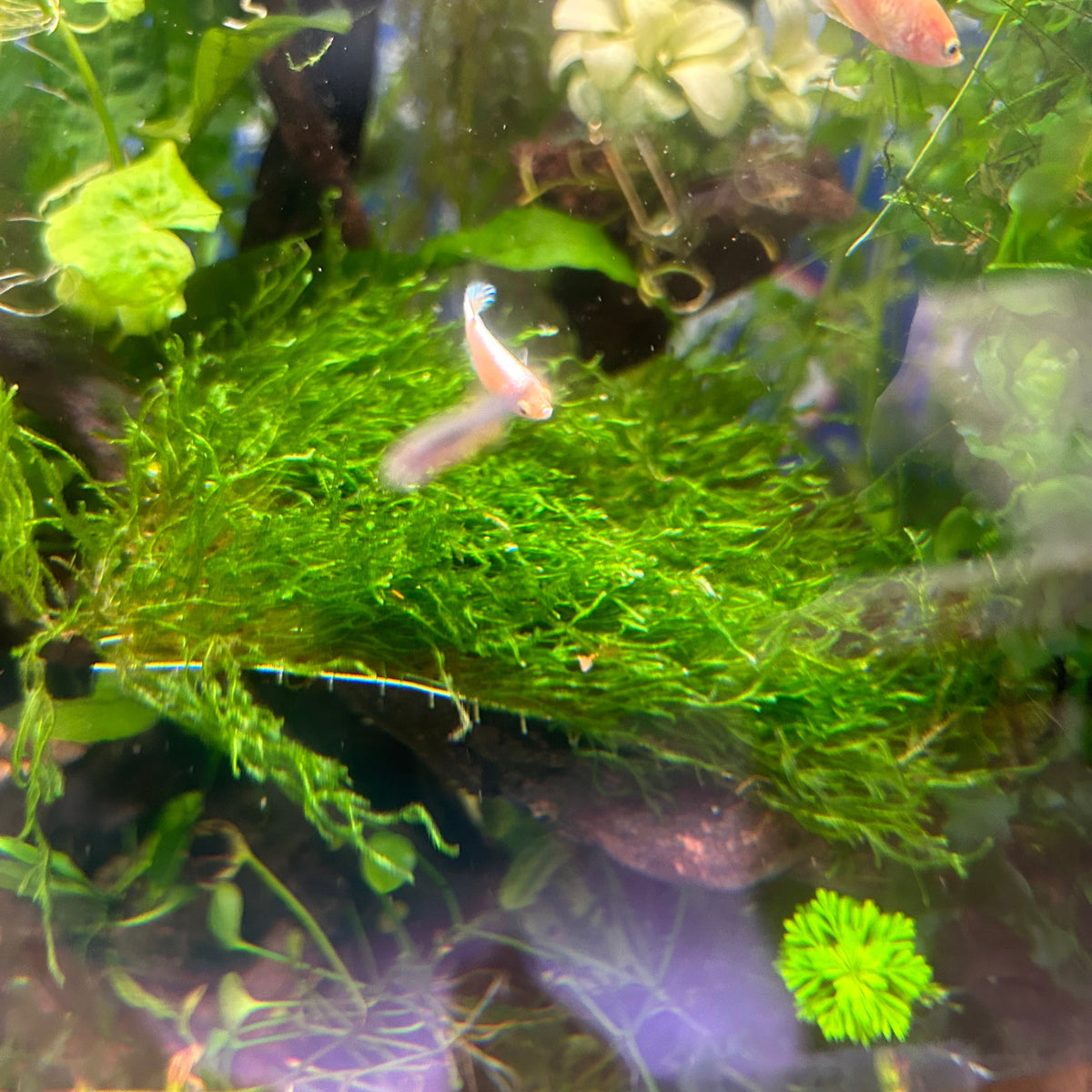 Flame Moss | Live Aquarium Plant Moss