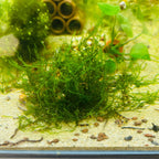 Flame Moss | Live Aquarium Plant Moss