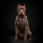 The "Aztec" big dogs harness BROWN