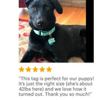 Personalized Dog Tag - Dog ID Tag - Personalized Bone Dog Tag - Pet Gift - Custom Pet ID Tag - Gray Mint